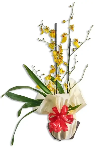 Orquidea chuva de ouro